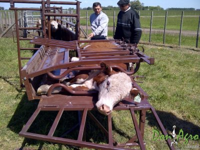 Fotografia de Volteador de Terneros Mecano ganadero Volteador de Terneros Mecano ganadero