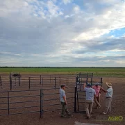 Puerta Alta para Equinos 1.80 alto 5 rieles RINGO