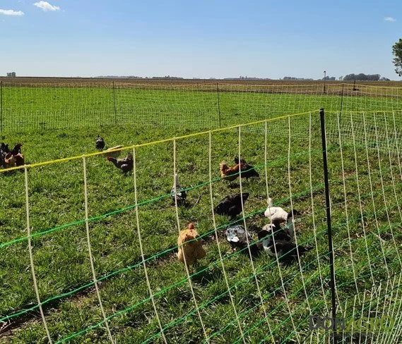Red malla para Gallinas San Miguel 150 cm alto x 50 mts.