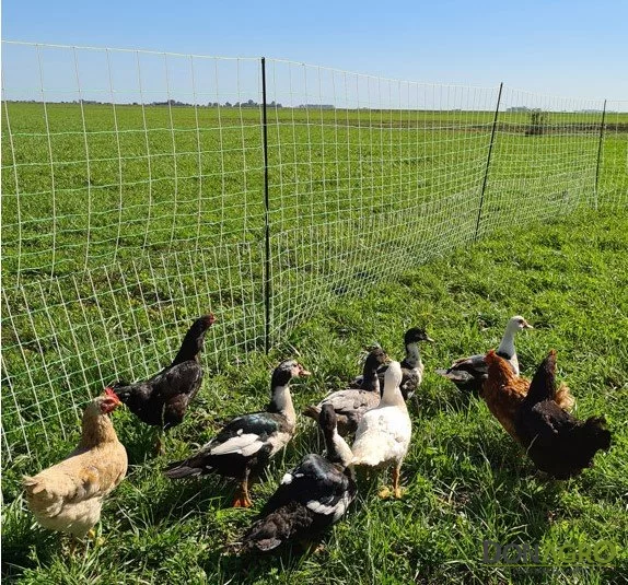 Red malla para Gallinas San Miguel 150 cm alto x 50 mts.