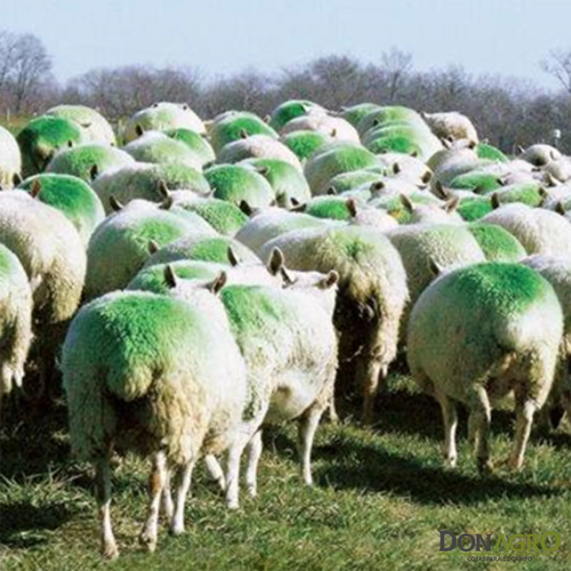 Tiza Pintura Barra Cerdos Ovejas Vacas Verde