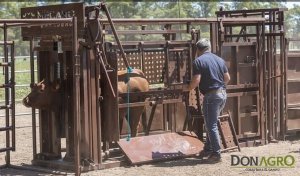 Brete Casilla Gaucha Mecano Ganadero 