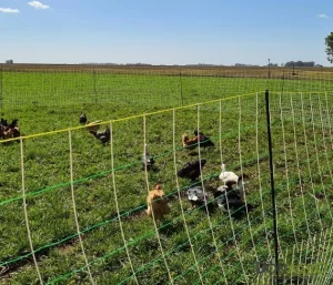 Red malla para Gallinas San Miguel 150 cm alto x 50 mts.