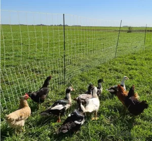 Red malla para Gallinas San Miguel 150 cm alto x 50 mts.