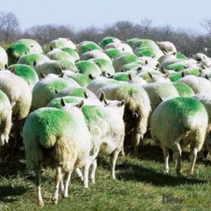 Tiza Pintura Barra Cerdos Ovejas Vacas Verde