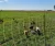 Red malla para Gallinas San Miguel 150 cm alto x 50 mts.