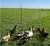 Red malla para Gallinas San Miguel 150 cm alto x 50 mts.